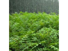 云新核桃苗 薄皮核桃最新價格-- 湖北豐年農(nóng)業(yè)開發(fā)有限公司