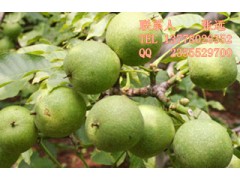 核桃苗，珠海核桃苗批發(fā)，珠海核桃苗價格-- 四川久億農(nóng)林開發(fā)有限公司銷售部