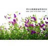 供應(yīng)臺灣亞芯苜蓿草專用青貯劑