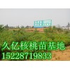 8518核桃苗批發，8518核桃苗價格LXM