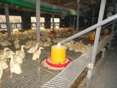 供應邦馳養鴨設備 養鴨自動化料線-- 青州市邦馳機械設備有限公司銷售部