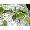 供應花博會推薦產品——農業(yè)基質、育