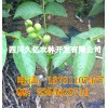 遂寧早實薄殼核桃苗，遂寧良種核桃苗