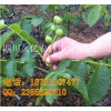 廣州市嫁接核桃苗，廣州市8518核桃苗