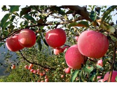 運(yùn)城代理收購紅富士蘋果-- 誠信商貿(mào)果品信息網(wǎng)銷售部